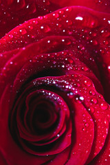 Beautiful delicate red rose flower petal with dew rain drops macro view. Passion concept.