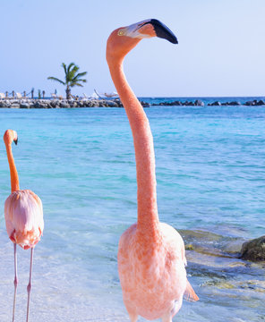 Beautiful flamingo on the beach