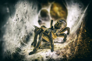 Spider Tarantula sitting on web