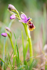 Wild Orchid in field