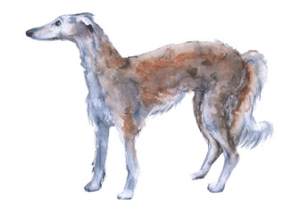 One dog Russian Greyhound. Isolated on white background.