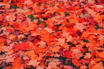 autumn color leaves texture