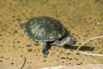 long necked turtles