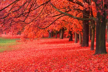 Foto op Plexiglas herfstboom in het park © jonnysek