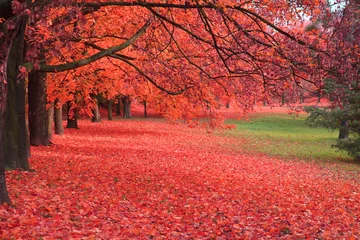 Foto op Plexiglas herfstboom in het park © jonnysek