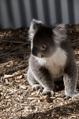 koala