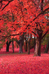 autumn tree in the park