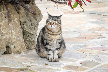 Portrait einer Katze