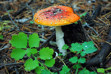 Amanita (fly-agaric) mushroom growing near green leaves with dew drops, rotten grass background  in the forest
