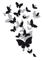black butterfly, isolated on a white