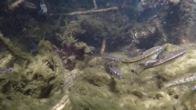 Underwater video of swimming minnows Phoxinus phoxinus. Nice freshwater fish in the nature habitat. Live in the river habitat. Underwater mountain creek. Common minow preparing for spawning. Underwate