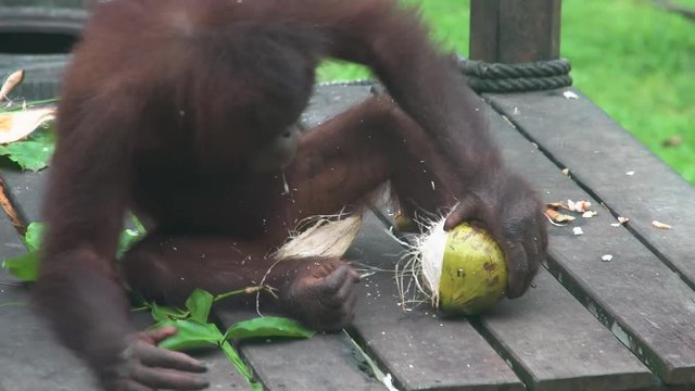 Orangutan (Pongo pygmaeus) Peeling Coconut. Endangered Endemic Borneo Animal