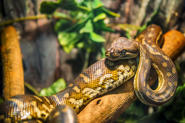 Dangerous snake - Powered by Adobe