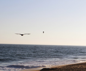 Fototapeta na wymiar Vogel am Pazifik in Kalifornien