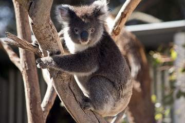 koala