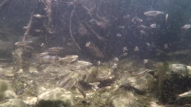 Underwater video of swimming minnows Phoxinus phoxinus. Nice freshwater fish in the nature habitat. Live in the river habitat. Underwater mountain creek. Common minow preparing for spawning. Underwate