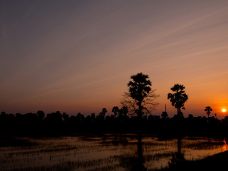 Fototapeta na wymiar Sugar palm tree at sunset.