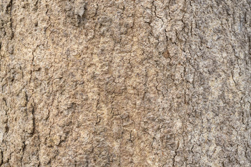 Big tree bark background