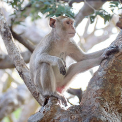monkey