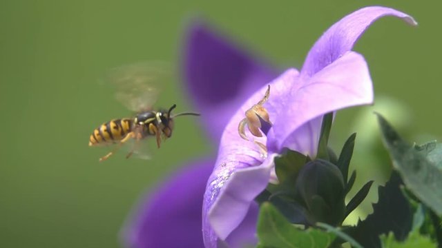 Wasp bee observation curiosity hovering fly