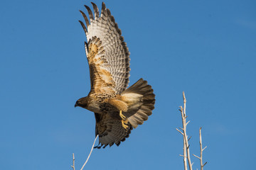 Red-Tailed Hawk