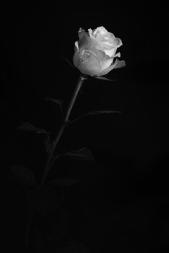 Black and white photo of a white rose