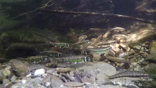 Underwater video of spawning minnows Phoxinus phoxinus. Nice freshwater fish in the nature habitat. Live in the rive. Underwater mountain creek. Group of Common minow preparing for spawning. Underwate