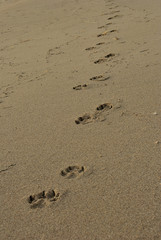 summer sea, dog footprints on the beach early in the morning, vertical