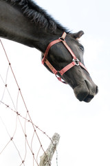 frame horse, black&red. halter.  head 