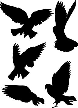 black pigeon isolated five flying silhouettes