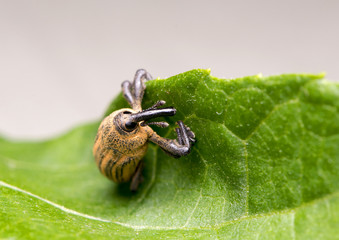 Weevil