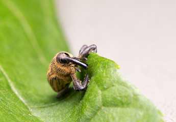 Weevil
