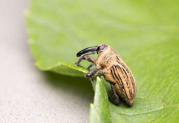 Weevil