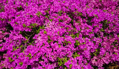 Pink Bougainvillea flower 