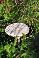 Champignons (Agaricus bisporus) mushroom, growing in grass background