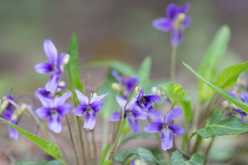 Wild violet flowers