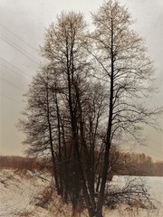 Gloomy dull time-winter, trees and bushes without leaves on branches. Birch, maple, oak, pine, larch, ash, spruce, aspen, alder, fir.