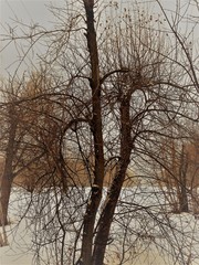 Gloomy dull time-winter, trees and bushes without leaves on branches. Birch, maple, oak, pine, larch, ash, spruce, aspen, alder, fir.