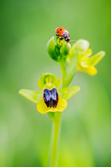 Wild Orchid in field