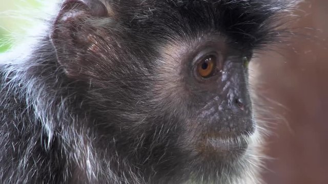 Portrait of Silver Leaf Monkey (Trachypithecus cristatus)