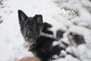 Lying dog taking a rest from playing in snow, looking towards camera, shot in a park in Leipzig, Germany 