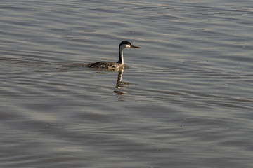 Western Grebe