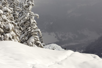 Fototapeta na wymiar Winter on Suhardul Mic peak with a black goat in background