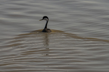 Western Grebe