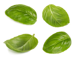 Set of basil leaf isolated on white