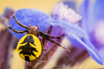 Spider-napoleon in flower