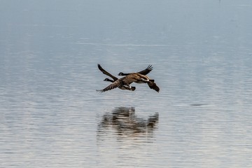 Canada Geese