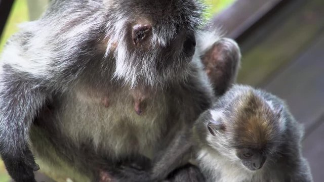 Silver Leaf Monkey (Trachypithecus cristatus) Mother with Baby
