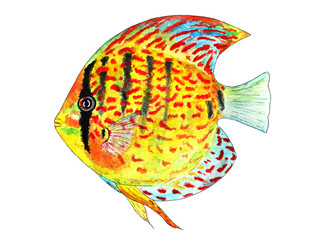Tropical Fish Discus. Watercolor illustration. It lives in warm tropical waters and aquariums.