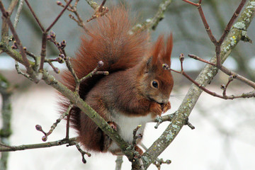 Eichhörnchen (Sciurus vulgaris) - Bild 3